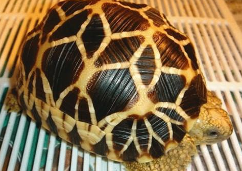 缅甸星龟能养多大? 缅甸星龟能养多大?