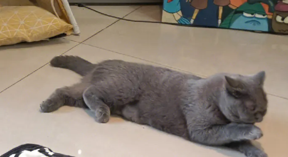 宠物店寄养猫猫多少钱