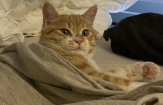 猫咪为什么要上床