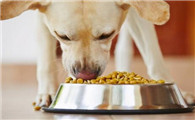 小狗的身心健康，和犬粮也是挺大关联，铲屎官们都了解吗？