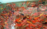 养草金鱼好恶心啊