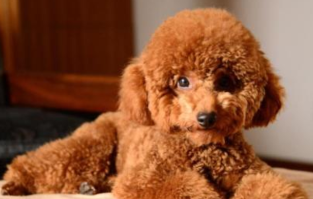 泰迪怎样驱虫?医生教你给泰迪犬驱虫 泰迪怎样驱虫?医生教你给泰迪犬驱虫