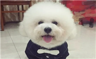 比熊犬的优缺点