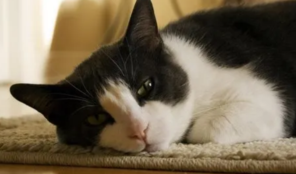 被猫挠出血不打针有事吗