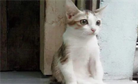 猫咪脾气很臭怎么办？不能再纵容它了！