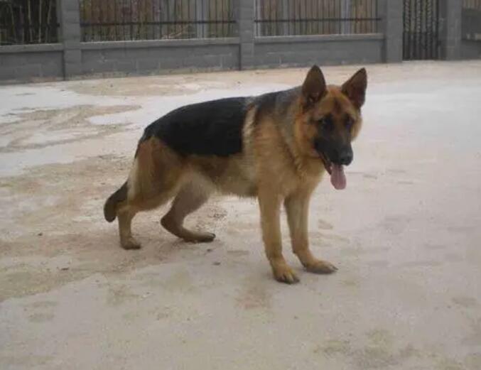 德牧训练小奶狗飞奔，2月大就那么拼，想当警犬真的不容易
