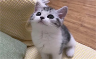 网红妈耶猫