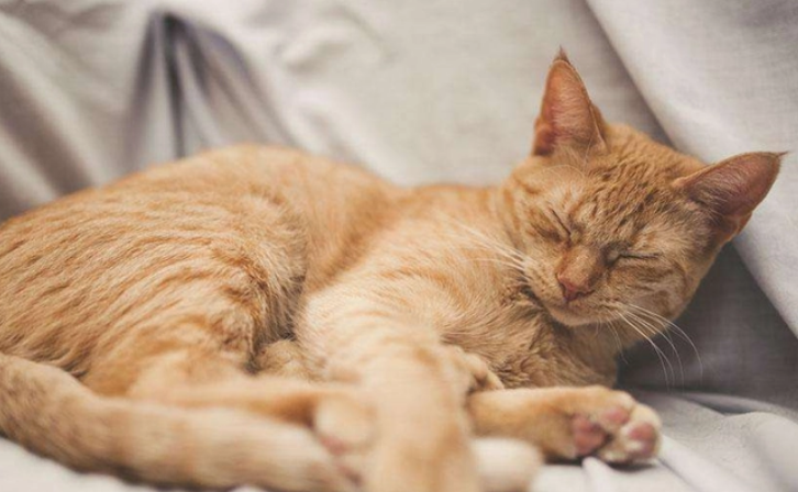 猫咪为什么不爱被抱着睡觉