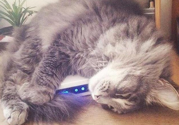 家里的无耻猫咪告诉你，谁才是这房子的主人！