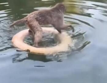 动物园否认网红猴被霸凌