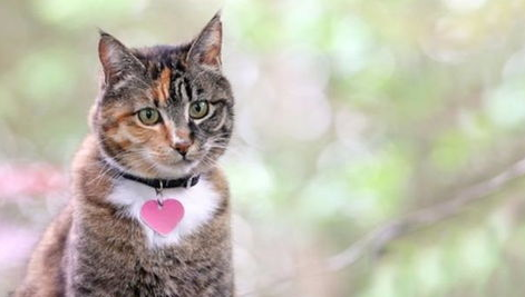 怎么让猫咪记住它的名字呢?训练猫咪记住自己的名字有妙招! 怎么让猫咪记住它的名字呢?训练猫咪记住自己的名字有妙招!