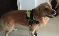 狗狗家中饲养15大常见问题———犬行为心理学