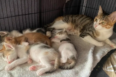 母猫生了4只小猫吉利吗
