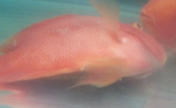 鹦鹉鱼一直侧躺着但没死