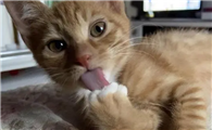 猫咪为什么老舔自己手