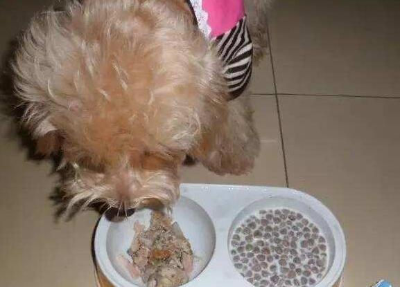 宠物狗粮如何泡水