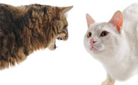 猫咪现在这种粘人的表现是不是发情了
