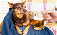 狗喝啤酒会怎么样会有事吗