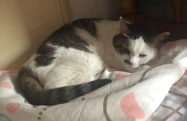 猫咪没精神老是拉稀咋办呀