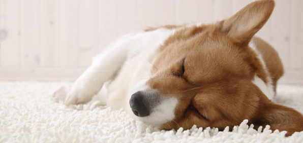 狗狗睡眠时间多久正常