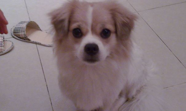 蝴蝶犬串串的优缺点 蝴蝶犬串串的优缺点