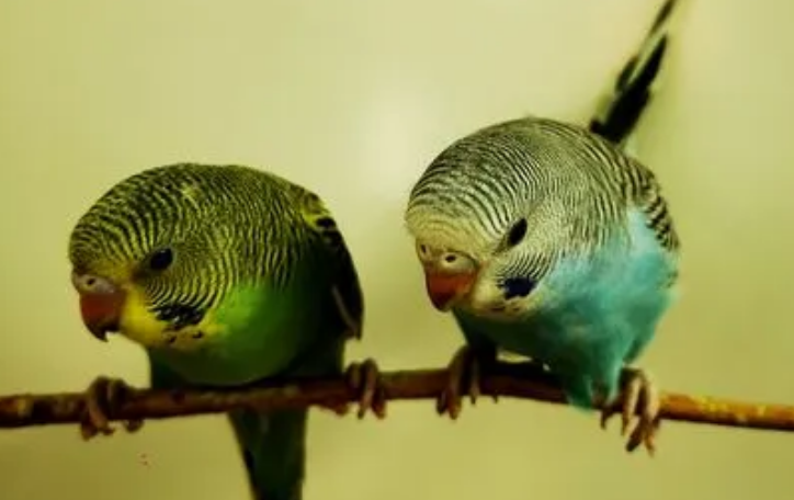 2023年即将可以养的鹦鹉 2023年即将可以养的鹦鹉