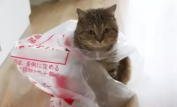 猫咪多大算成年? 猫咪多大算成年?