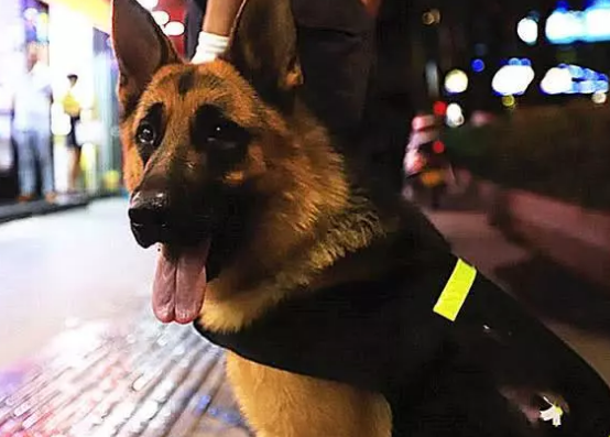 小狗欲成警犬与众不同,许多小狗竞聘不成功,除性情外更需兼具种群性 小狗欲成警犬与众不同,许多小狗竞聘不成功,除性情外更需兼具种群性