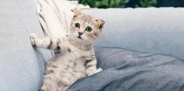 可爱的猫的品种有哪些？