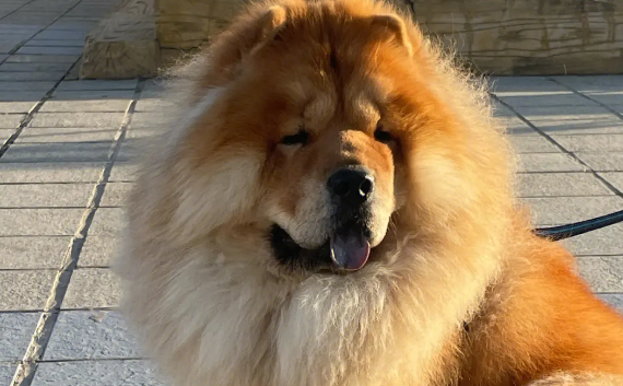 为什么说十个松狮有八个咬人