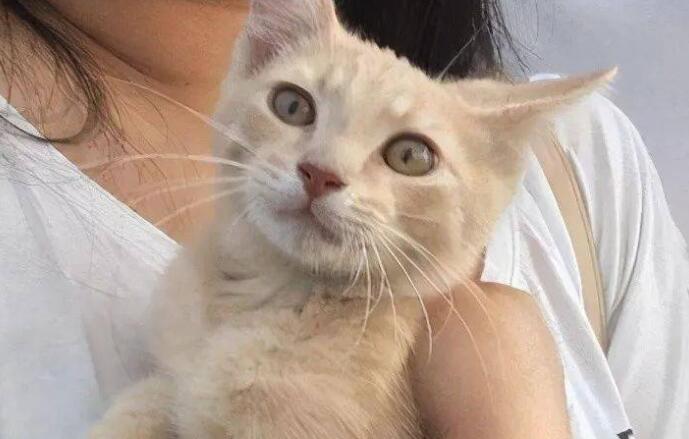 主人想听猫咪说话为什么呢