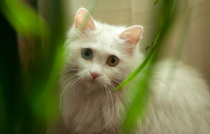 波斯猫的毛打结怎样剪?波斯猫的毛打结怎么办? 波斯猫的毛打结怎样剪?波斯猫的毛打结怎么办?