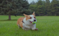 正宗柯基犬多少钱一只 图片