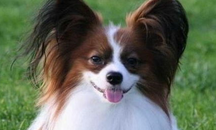 蝴蝶犬脱毛怎么办?蝴蝶犬脱毛的原因及治疗方法 蝴蝶犬脱毛怎么办?蝴蝶犬脱毛的原因及治疗方法
