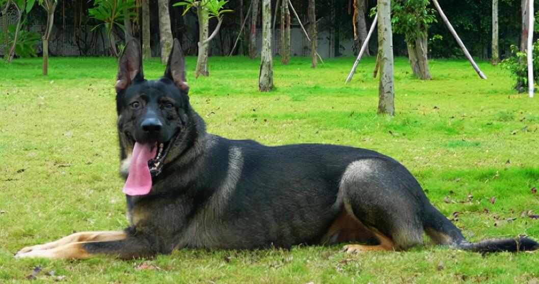 正宗昆明犬哪里有卖的