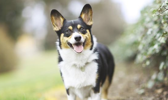 这4种爆脾气的中小型犬，看上去很可爱，急了连主人也咬！