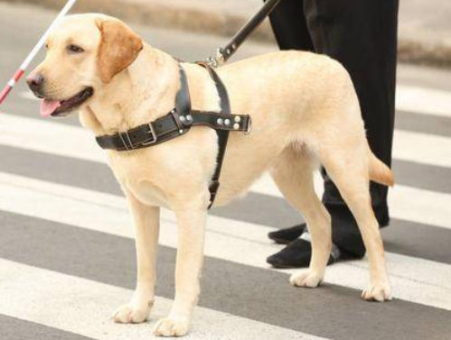 导盲犬怎么样训练听话