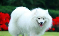 银狐犬能活多久啊