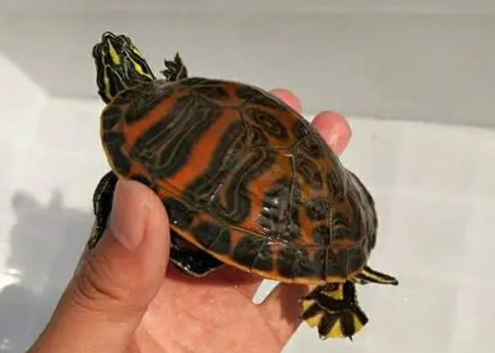 一只火焰龟多少钱 一只火焰龟多少钱