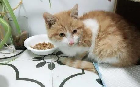 猫咪拉稀了该怎么办