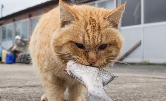 猫咪为什么都喜欢鱼味