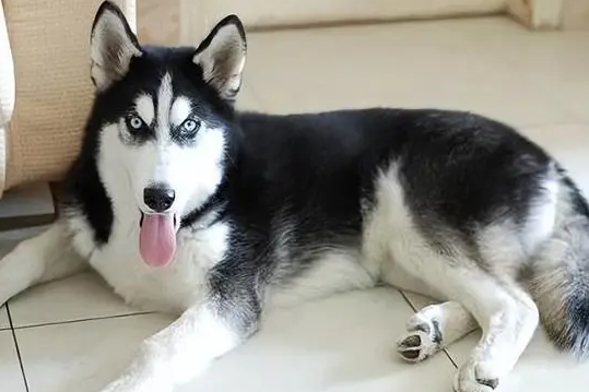 哈士奇犬性格怎么样啊