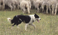 为何德牧犬在夏季总掉毛?原因有这4个!