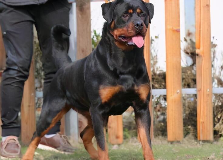 养罗威纳犬的七大禁忌 养罗威纳犬的七大禁忌