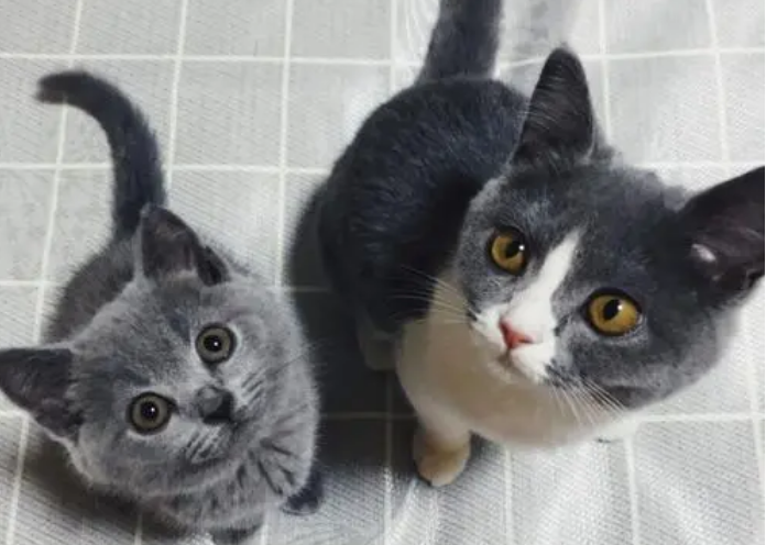 北京正规猫舍推荐 北京正规猫舍推荐