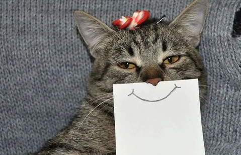 猫咪黄疸型肝炎的治疗，猫咪肝炎的治疗原则！
