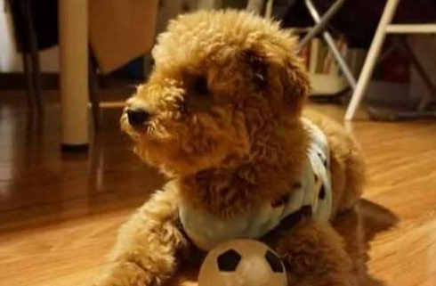 培养泰迪犬的4种最佳方式,主人掌握了吗? 培养泰迪犬的4种最佳方式,主人掌握了吗?