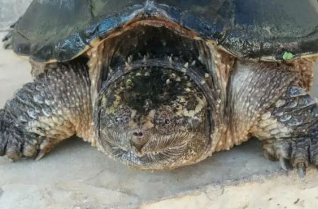 佛州拟鳄龟寿命多少?饲主来看看吧