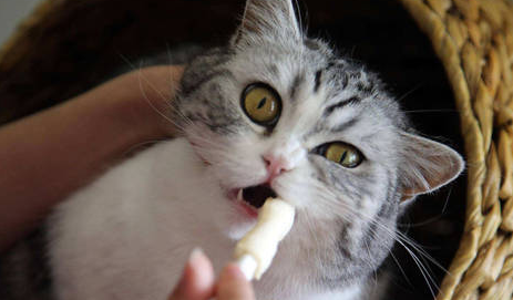 英短蓝猫多久驱虫一次