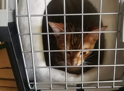 高铁猫咪托运怎么收费